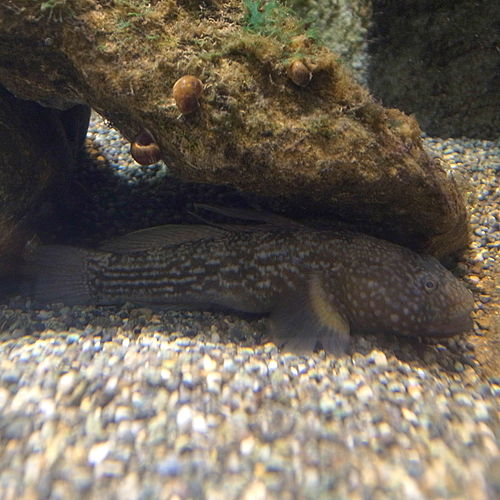 Dusky tripletooth goby